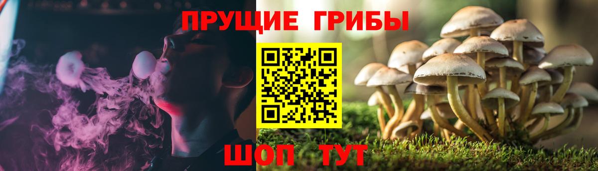 Балашов  Псилоцибиновые грибы Psilocybe  Вход с VPN 